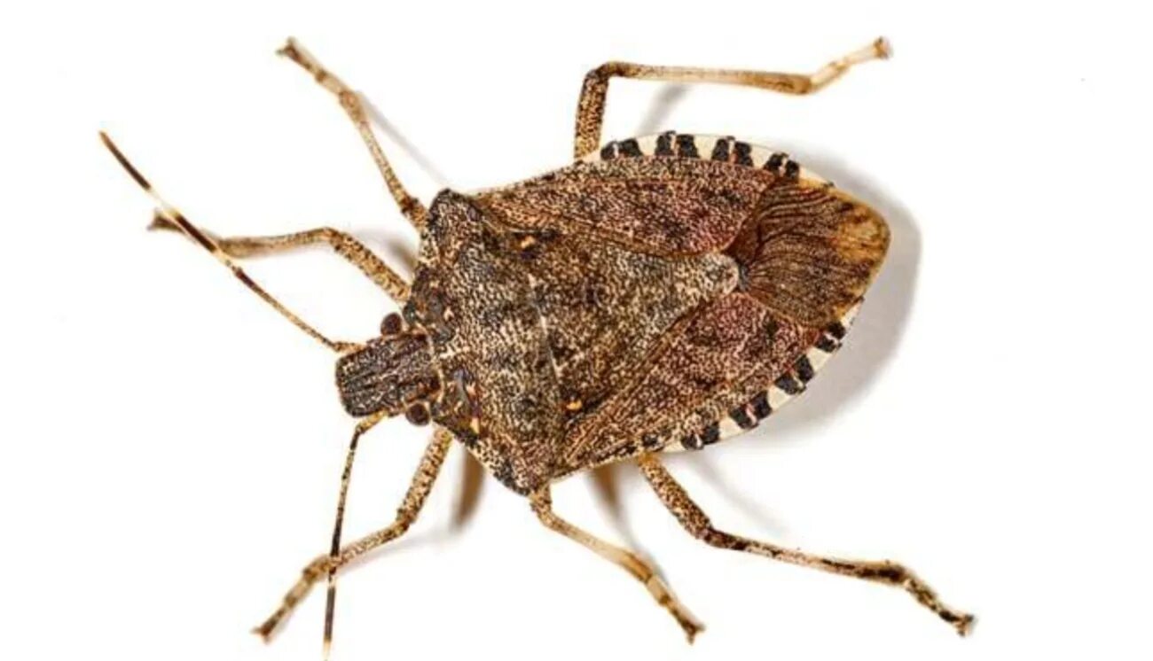 What is a bug