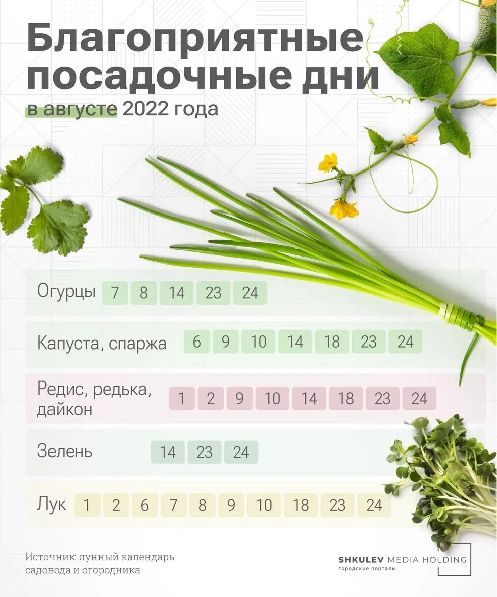 Сбор урожая по лунному календарю. Благоприятные дни для посадки в августе. благоприятные дни для сбора урожая. лунный календарь на август 2025. благоприятные дни для посадки редьки.