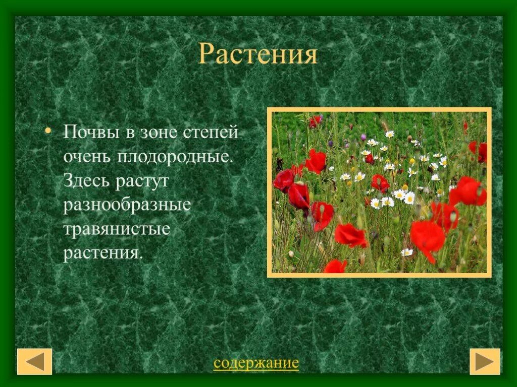 Растения степи. Растения Степной зоны. Здесь растут разнообразные травянистые растения. Растения которые растут в степи.