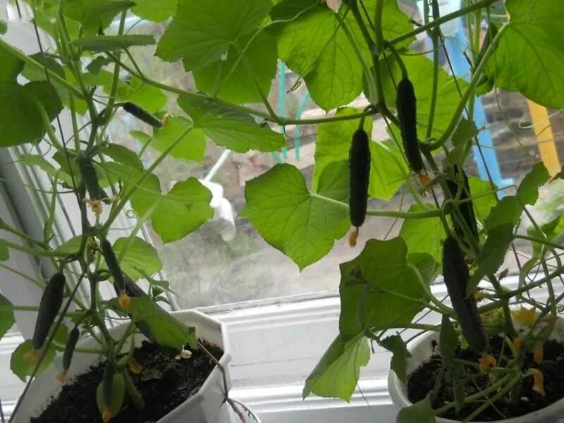 Огурцы на балконе выращивание. Посадка огурцов на балконе. Огурцы растут. Огурцы на подоконнике ф1. Огурцы на балконе выращивание.