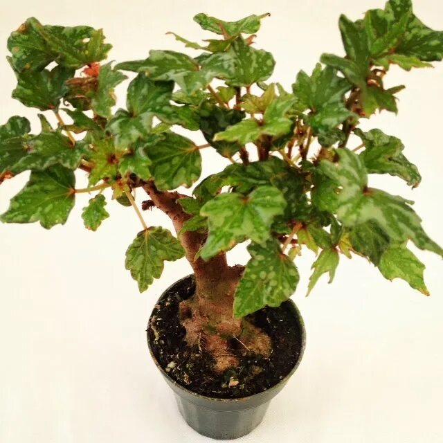 Бегония дрега. Бегония дрега (begonia dregei). бегония каудексная. бегония дрега каудексная. бегония дрега каудексная пятнистая.