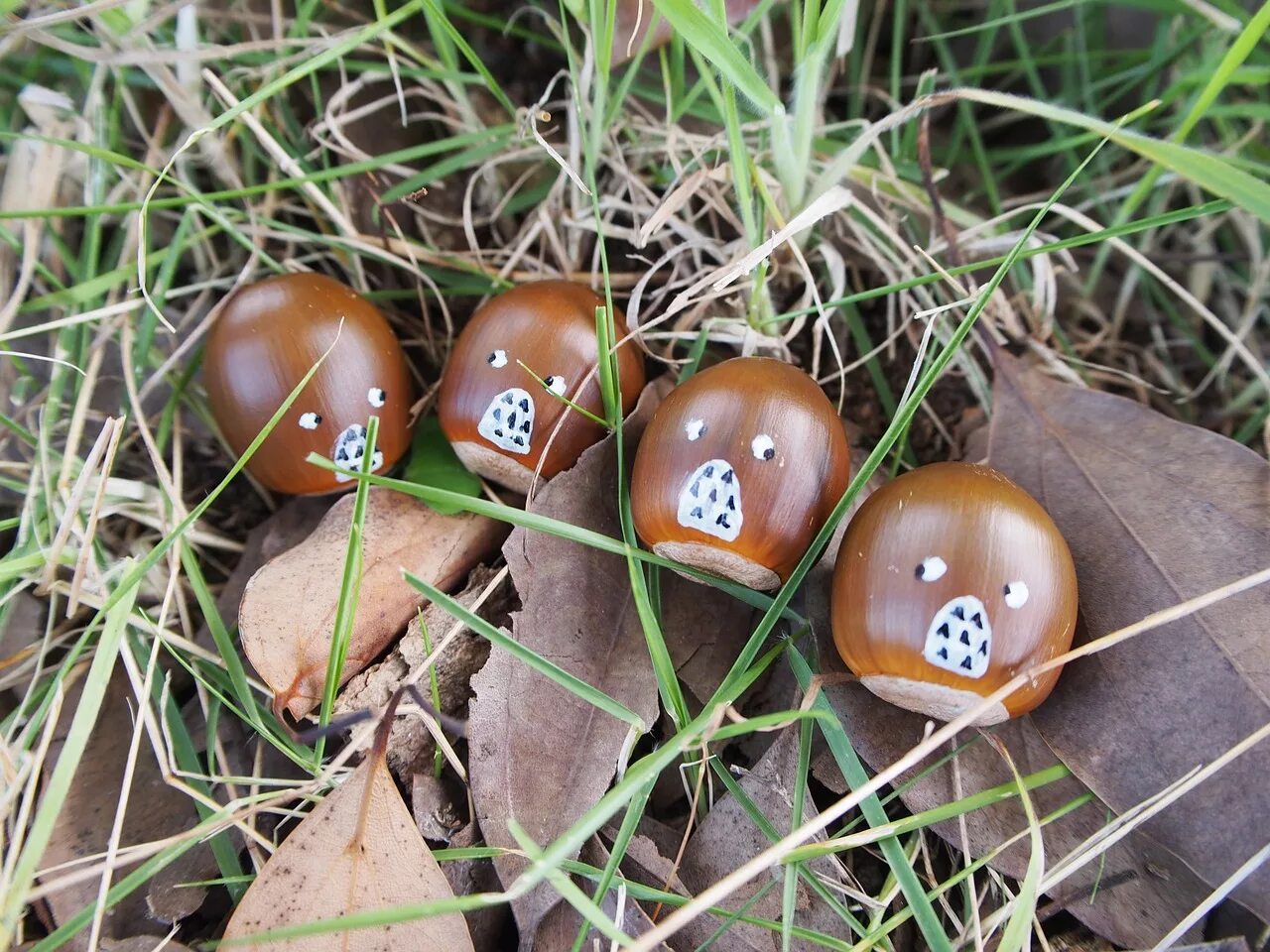 Natural friend. Грибы и желуди. Грибы и ягоды из желудей. Желуди на траве. Желудь картинка.