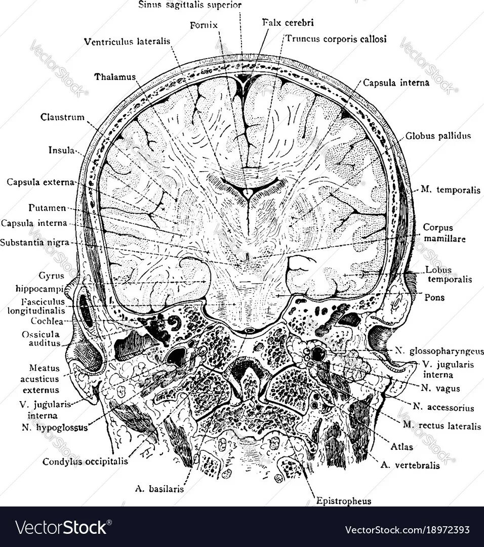 Sinus sagittalis superior. Sinus sagittalis. sinus sagittalis inferior. сагиттальный размер черепа.