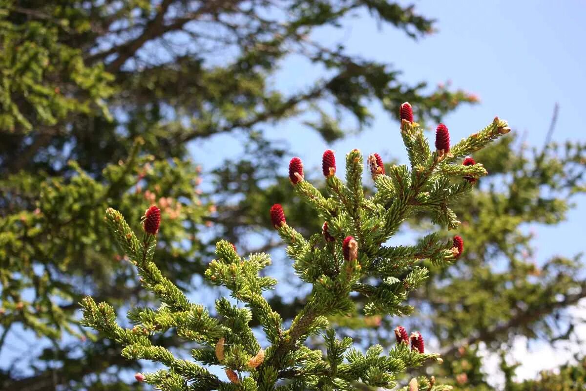 Ель Глена (Picea glehnii). Ель Глена Сахалин. Ель Глена - Picea glehnii (fr. Schmidt) Mast.. Picea glehnii Chitosemaru. Красные ели в природе