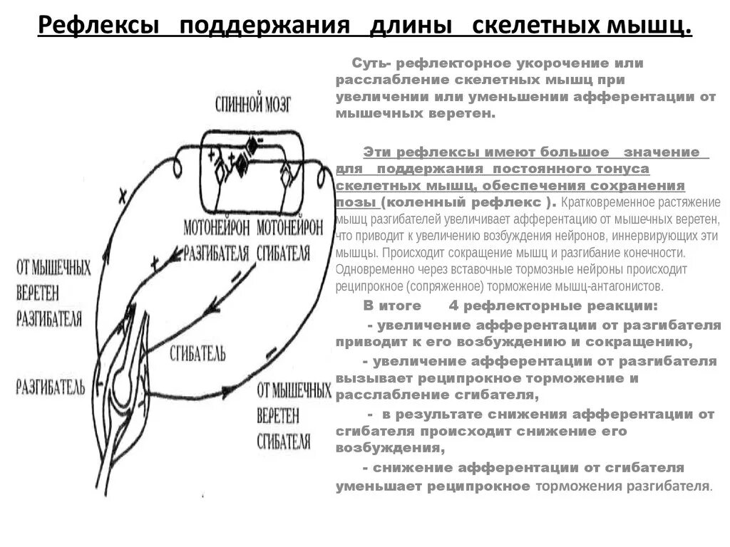 Рефлексы мышц