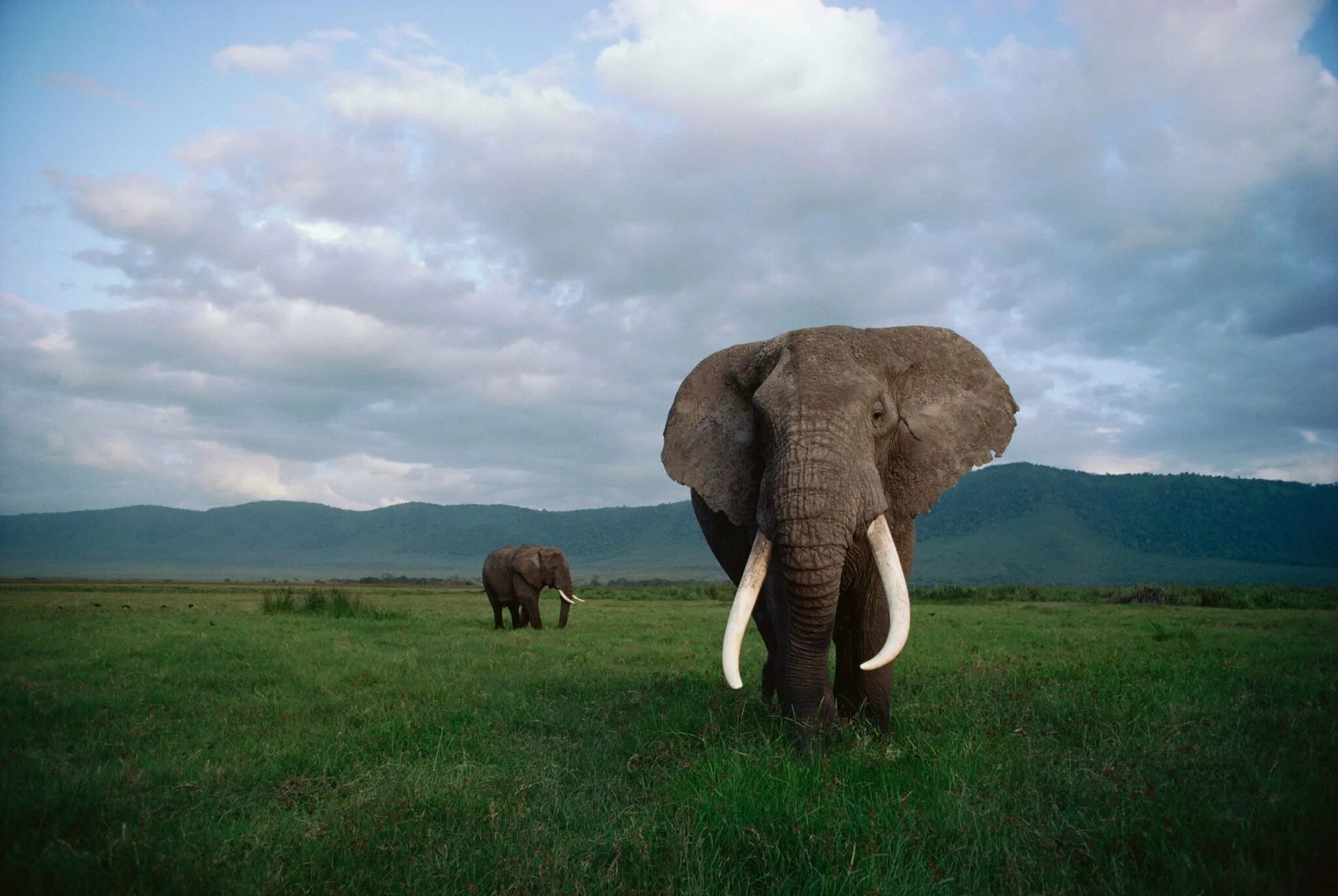 Huge elephant. Большой слон. Слон фото. Красивый слон. Большой Африканский слон.