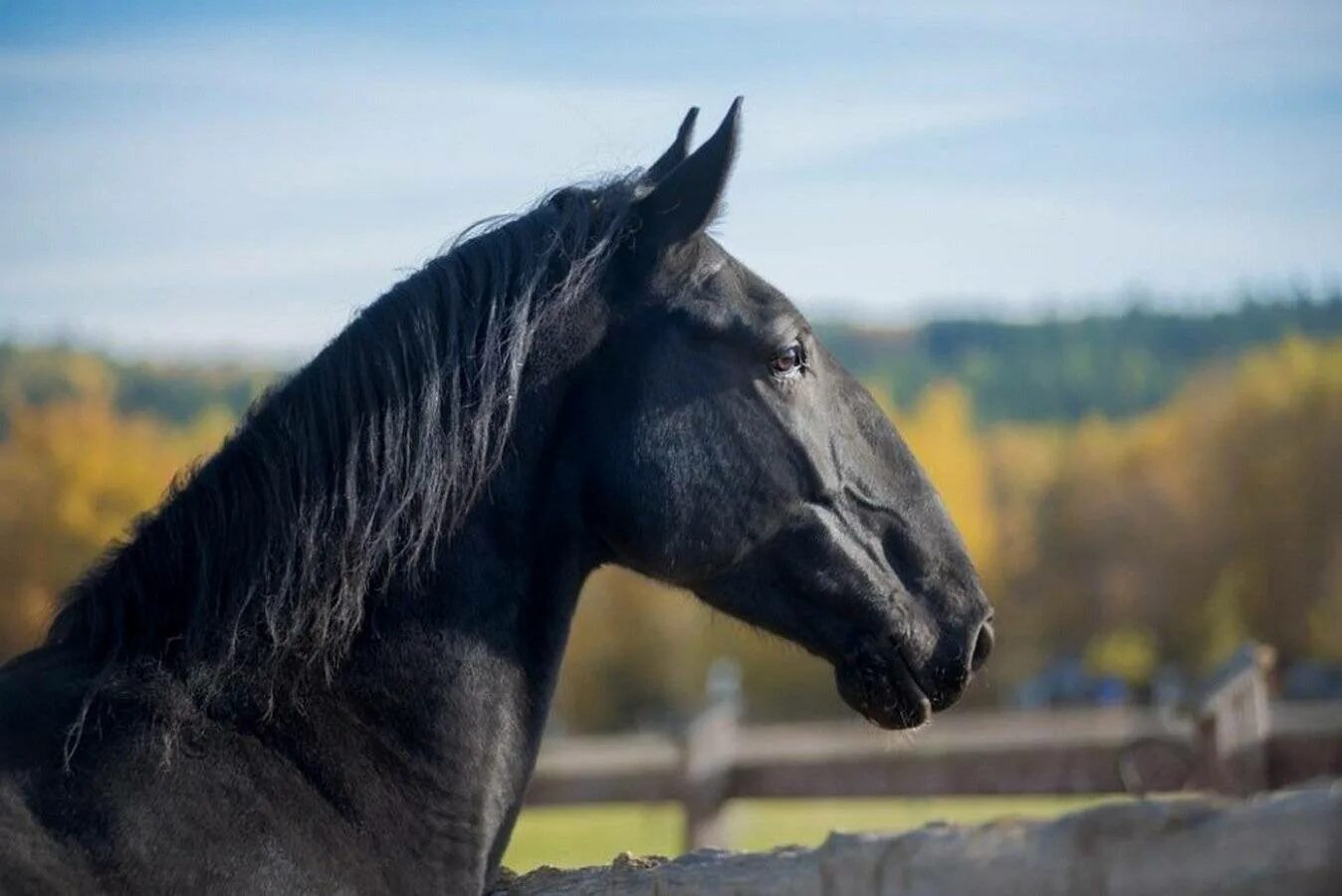 Кладрубская лошадь. Кладрубская порода лошадей. Чешская порода лошадей старокладрубская. Вороная кладрубская лошадь. Кладрубская лошадь серая.