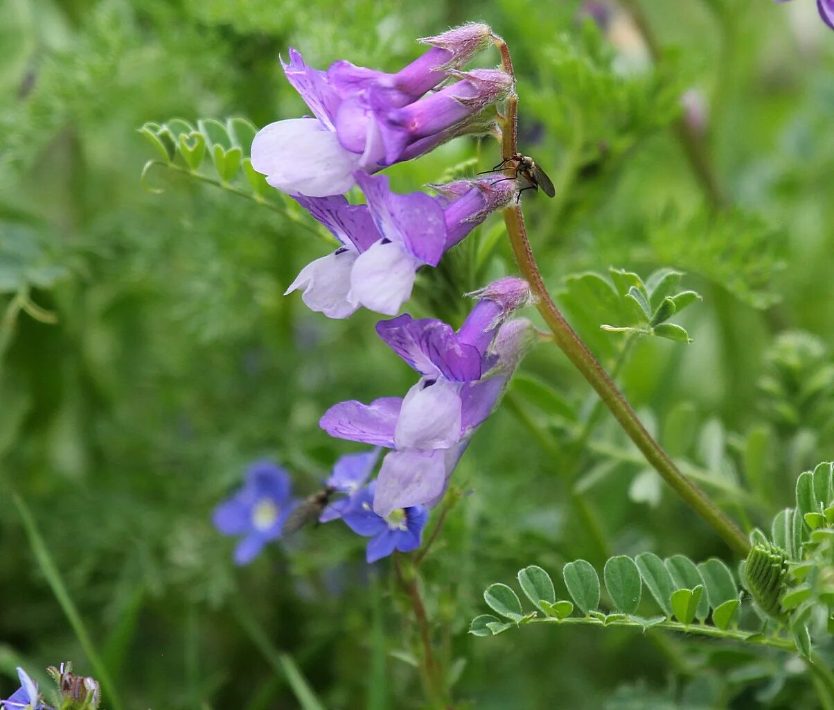 Мышиный горошек. Люцерна мышиный горошек. горошек лесной (vicia sylvatica l.). вика мышиный горошек. вика мышиная горошек мышиный.