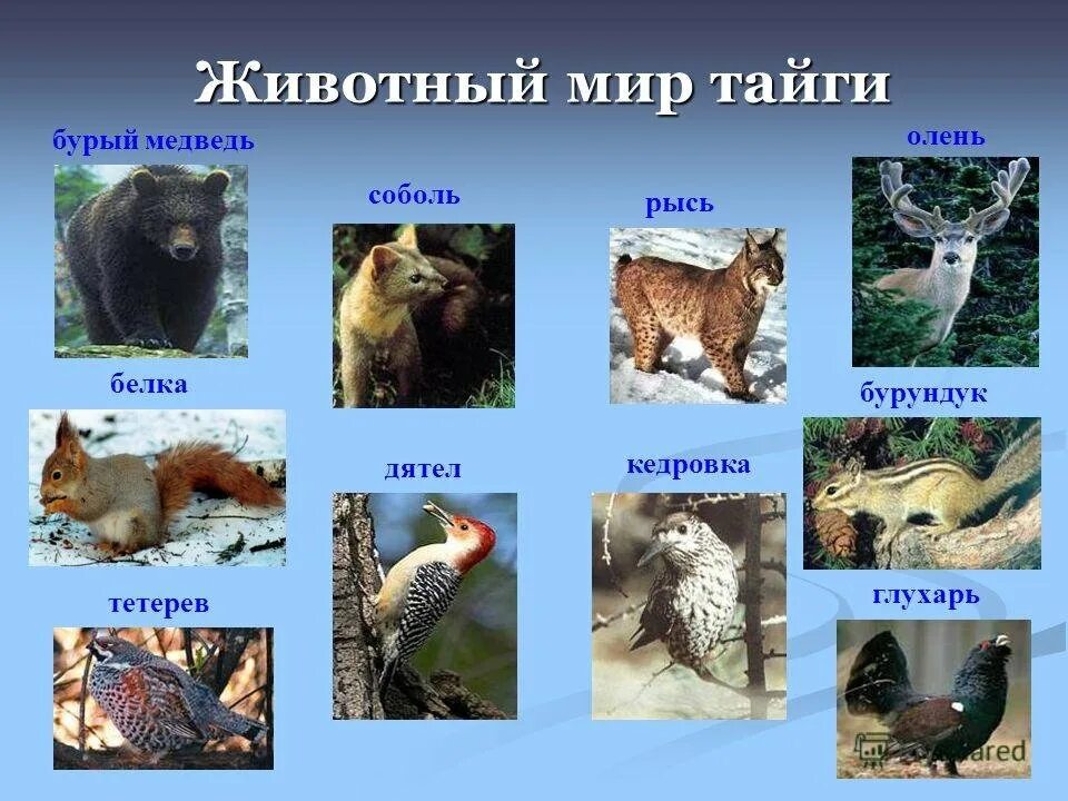 Животный мир тайги в России 4 класс окружающий мир. Природная зона Тайга животный мир. Обитатели природных зон России Тайга.