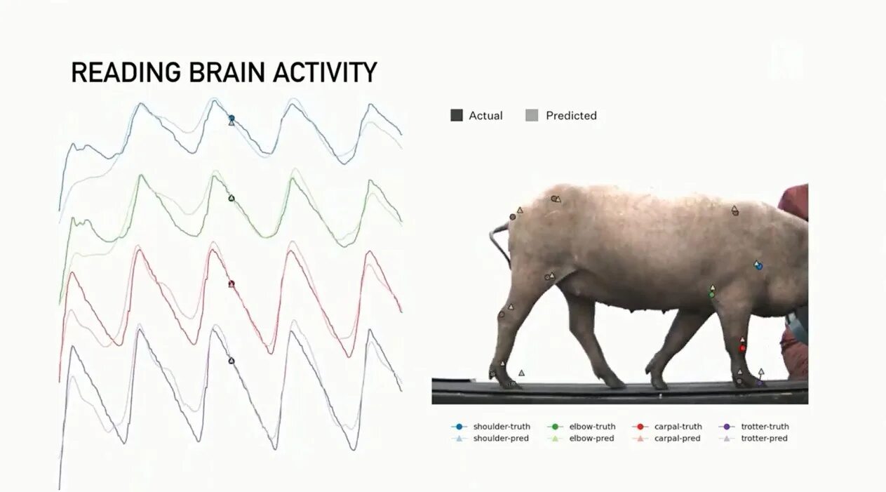 Neuralink чип. Neuralink Илон Маск.