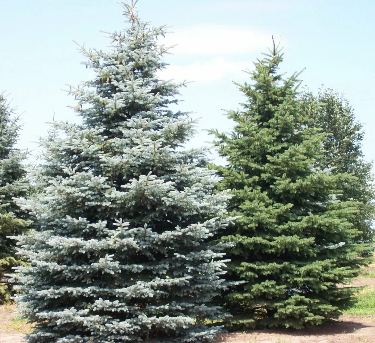 Ель финская шишки.  ). Ель сибирская picea obovata. Picea obovata шишки. Ель сибирская голубая.