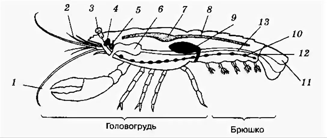 Речной рак головогрудь брюшко. Внутреннее строение креветки схема. Внутреннее строение ракообразных схема. Схема строения членистоногих. Схема внутреннего строения членистоногих.