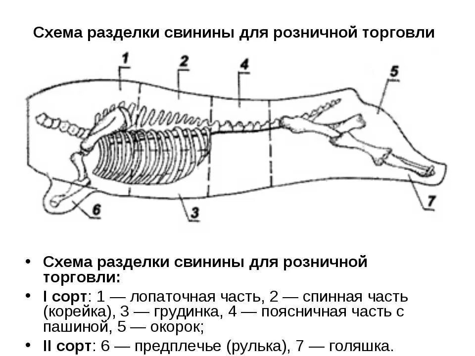 Сколько костей в свинине. Схема розничной разделки свиной туши. Свиной разруб схема. Схема разруба туши свинины. Схема раздела туши свиньи.