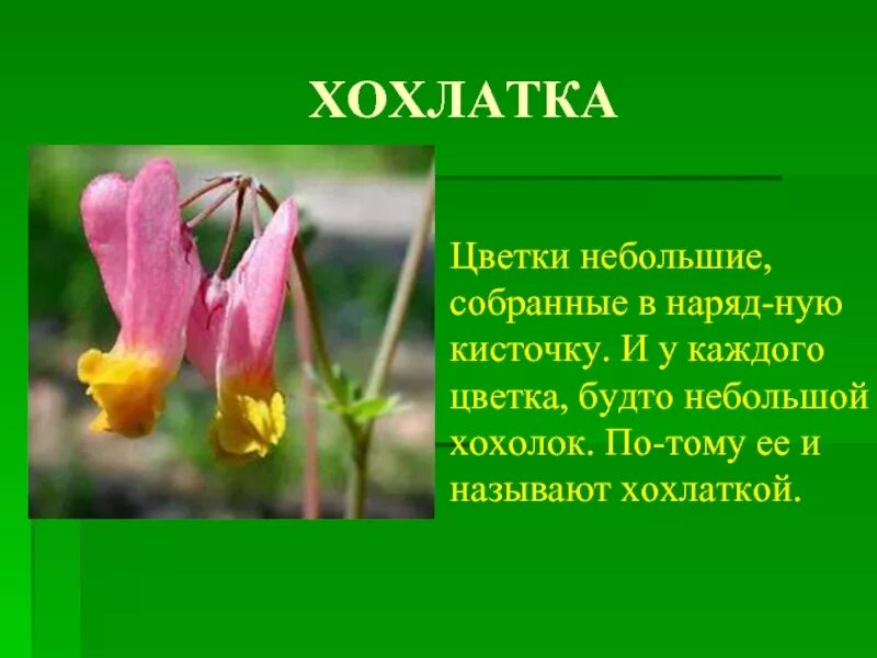 Хохлатка первоцвет. Хохлатки цветы первоцветы. Раннецветущие растения хохлатка. Весенние цветы описание. Сообщение о первоцветах