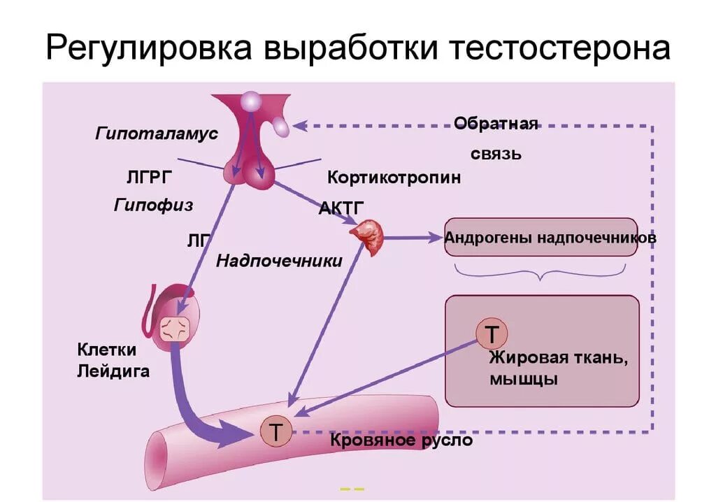 Процесс выработки тестостерона. Тестостерон вырабатывается клетками. Клетки вырабатывающие тестостерон. Гипоталамус гипофиз яички.