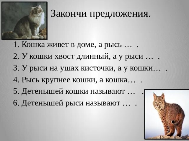 Как зовут детеныша кошки уровень. Как зовут детёнышей кошки. в доме жила кошка мурка схема предложения. рысь и кошка сравнение. кошка и рысь сходства и различия.