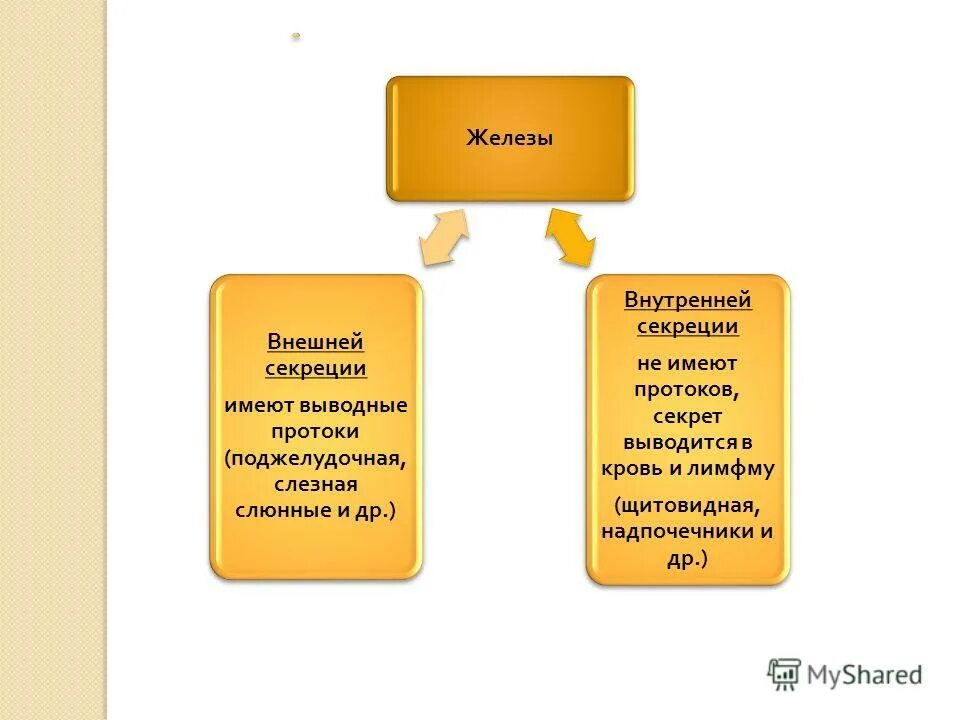 N djlyst ghjnjrb. Внешней секреции имеют протоки. Железы наружной секреции. Внешняя секреция имеет протоки. Внешней секреции функции гормонов.