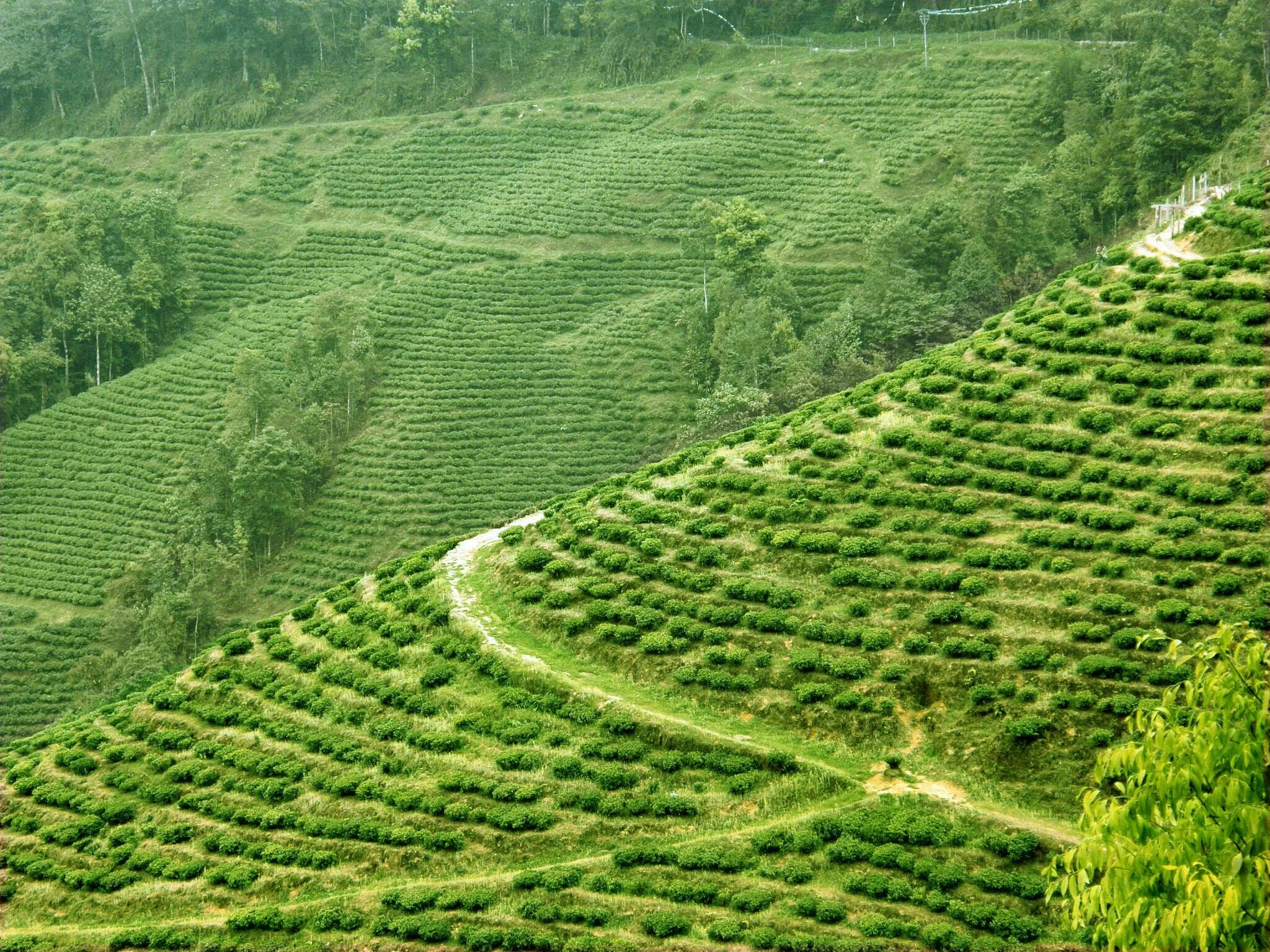 Виды плантаций. Индия плантации кофе. Кофейные плантации в Индии. Кофейные плантации в Бразилии. Эфиопия Сидамо плантации.