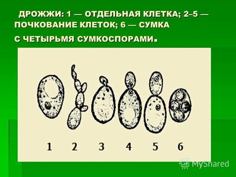 Тело пекарских дрожжей состоит из. Строение клетки гриба дрожжи. Пекарские дрожжи строение клетки. Почкующиеся клетки дрожжей. Строение грибной клетки дрожжи.