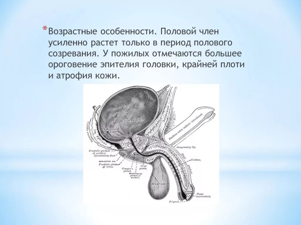 Что такое мужской пол. Характеристика полового члена. Головка полового органа. Строение головки полового члена.