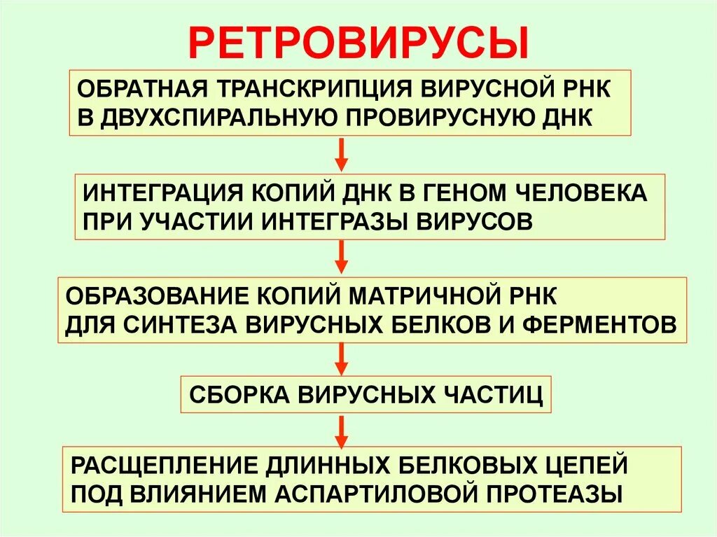 Вирусный транскрипция. Ретровирусы. Ретровирусы классификация. Ретровирусы вызывают заболевания. РНК вирусы ретровирусы.