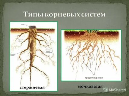 Знание корень