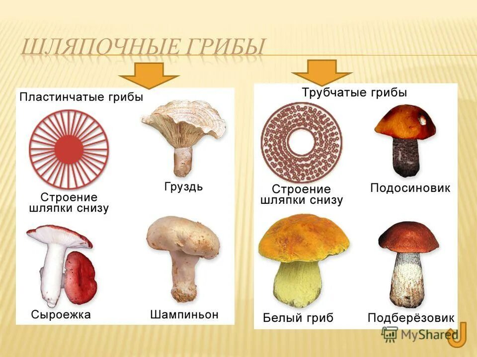 Гименофор пластинчатый и трубчатый. У гриба трубчатый и пластинчатый гименофор. Шляпки грибов снизу. Шляпочные пластинчатые грибы съедобные. Назови шляпочные грибы