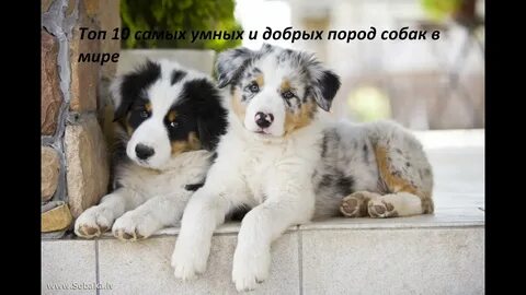 Dogs ton