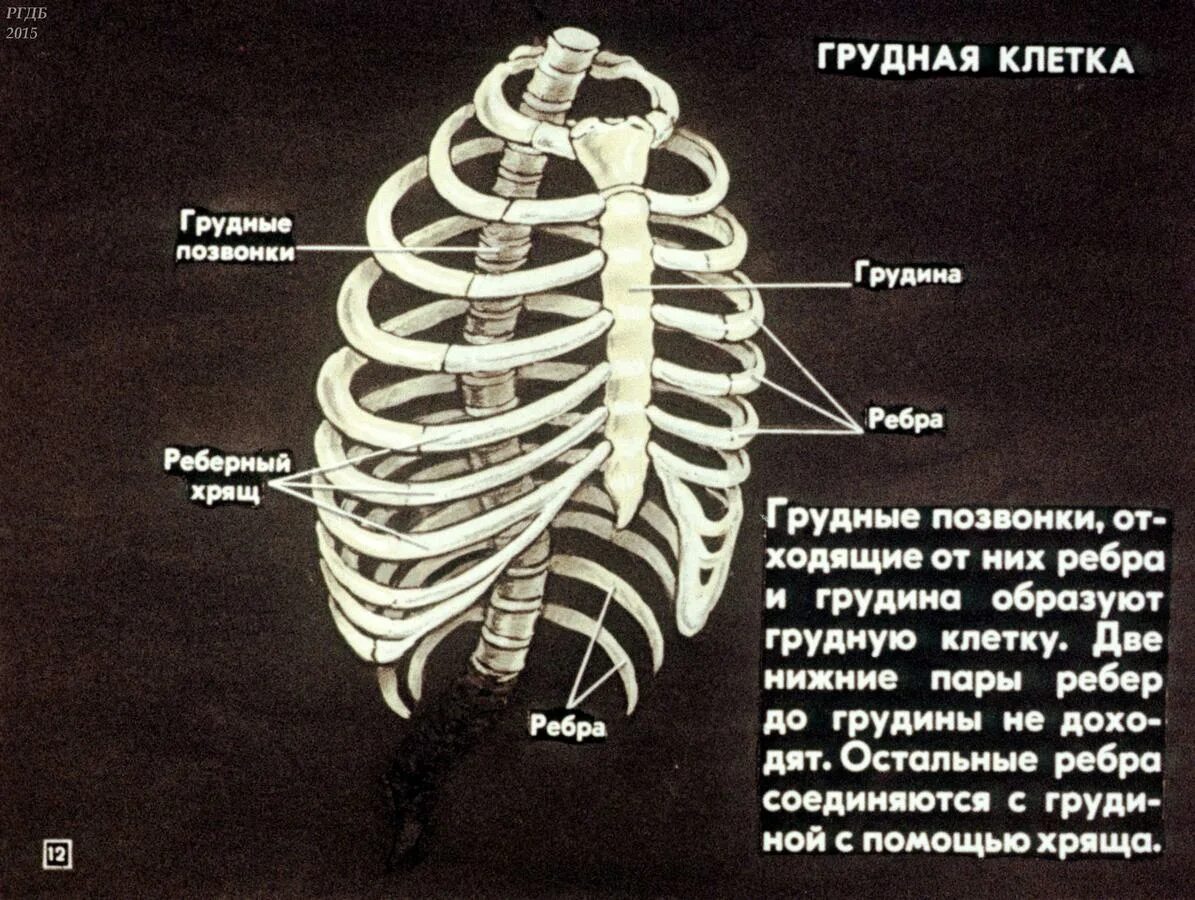 Скелет грудной клетки ребра. Скелет человека грудная клетка кости рёбра. Грудная клетка ребра строение. Строение грудной клетки человека анатомия скелета.