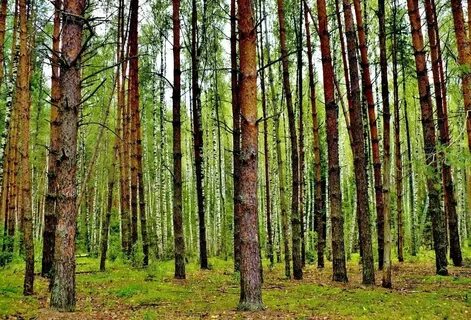 Русский лес мебель великий