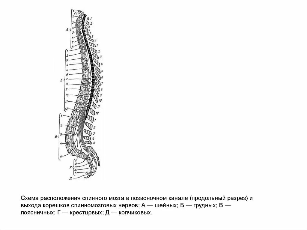 В шейном отделе спинного мозга сегментов. Схема расположения сегментов спинного мозга. Шейный отдел спинного мозга строение. Сегменты поясничного отдела спинного мозга. Спинной мозг схема отделы спинного мозга.