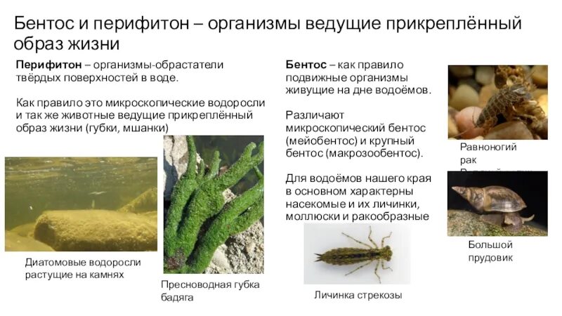 Организмы перифитона. Бентос и перифитон. Перифитон водоросли. Что такое прикрепленный образ жизни у животных. Что такое прикрепленный образ жизни в биологии