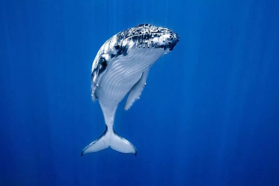 Горбатый кит. Горбатый кит тихий океан. Красивый кит. Обитатели океана киты.
