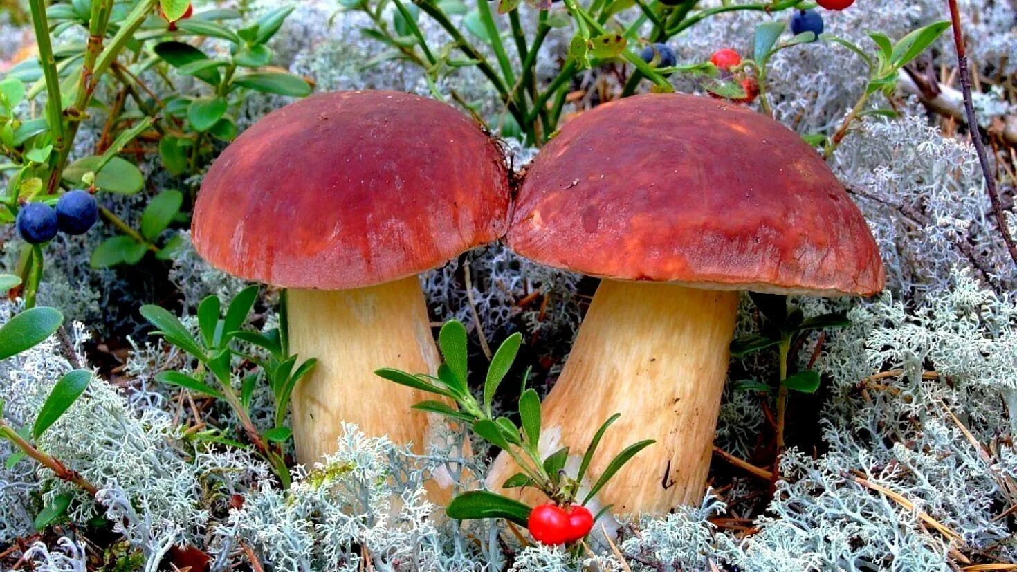 Грибы. Грибы и ягоды. Красивые грибы. Грибной лес.