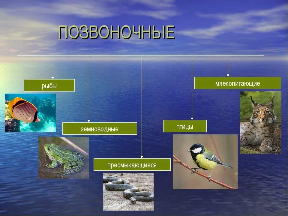 Общие черты птицы млекопитающих. Позвоночные животные. Амфибии млекопитающие рептилии рыбы птицы. Птицы класс позвоночных животных. Рыбы млекопитающие птицы рыбы земноводные.