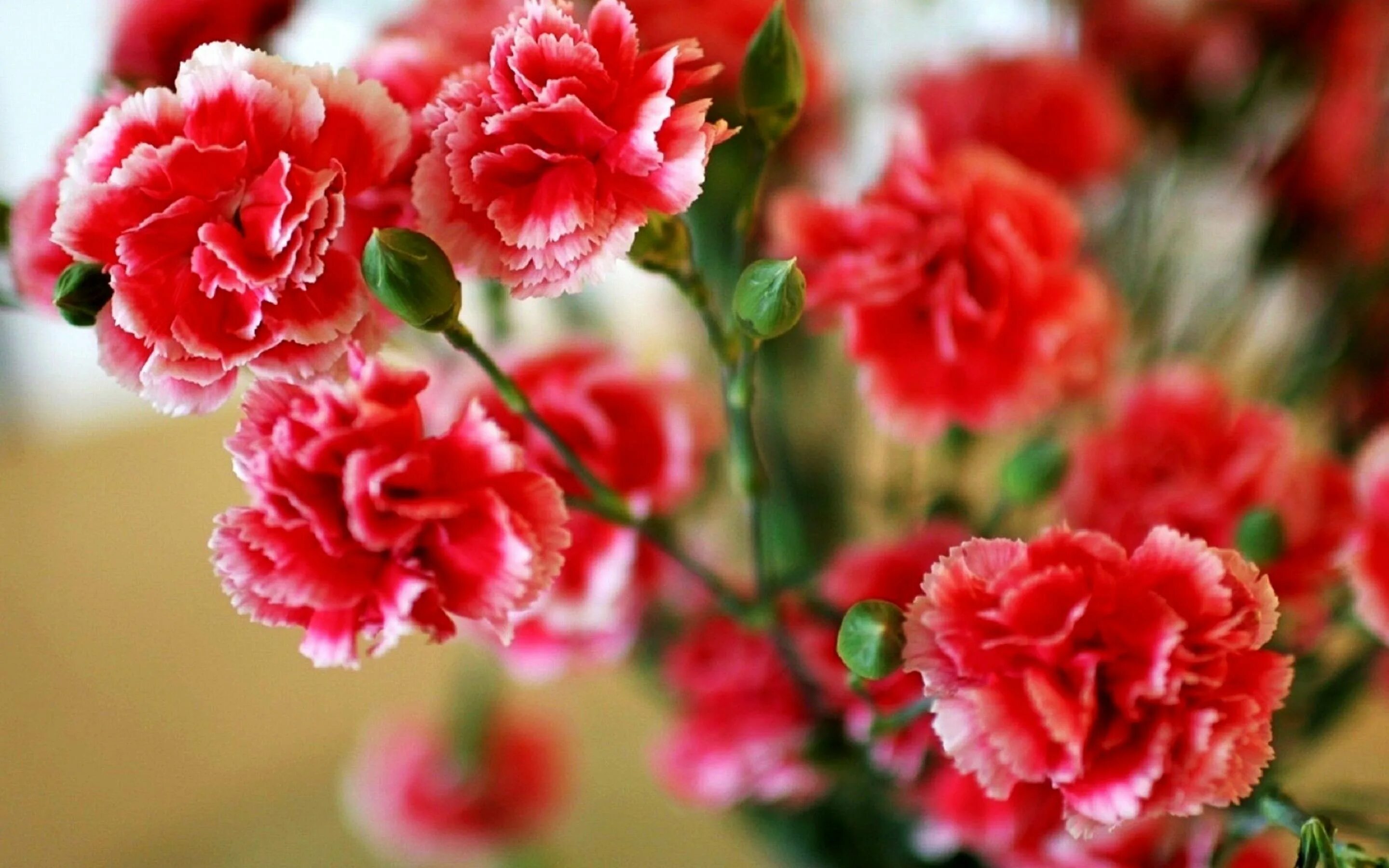 Dianthus Red гвоздика. Гвоздика Шабо красная. Диантус с розами.