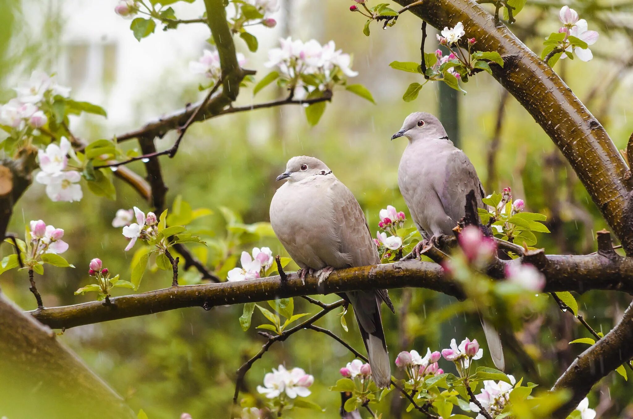 Поют деревья блещут воды любовью воздух. Весенние птички. Птицы весной. Природа птицы.