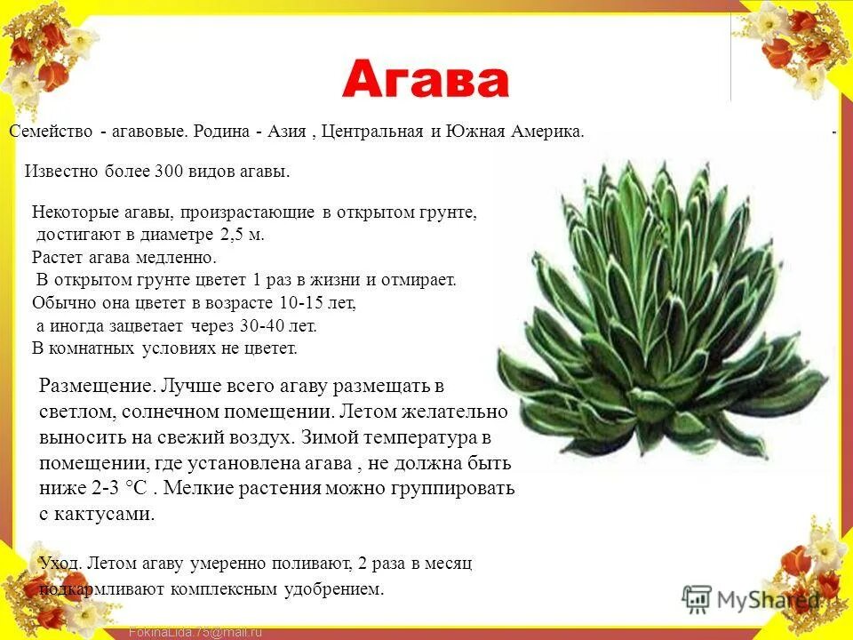 Агава екатеринбург сайт. Агава. Агава растение характеристики. Семейство Агавовые. Агава Родина.