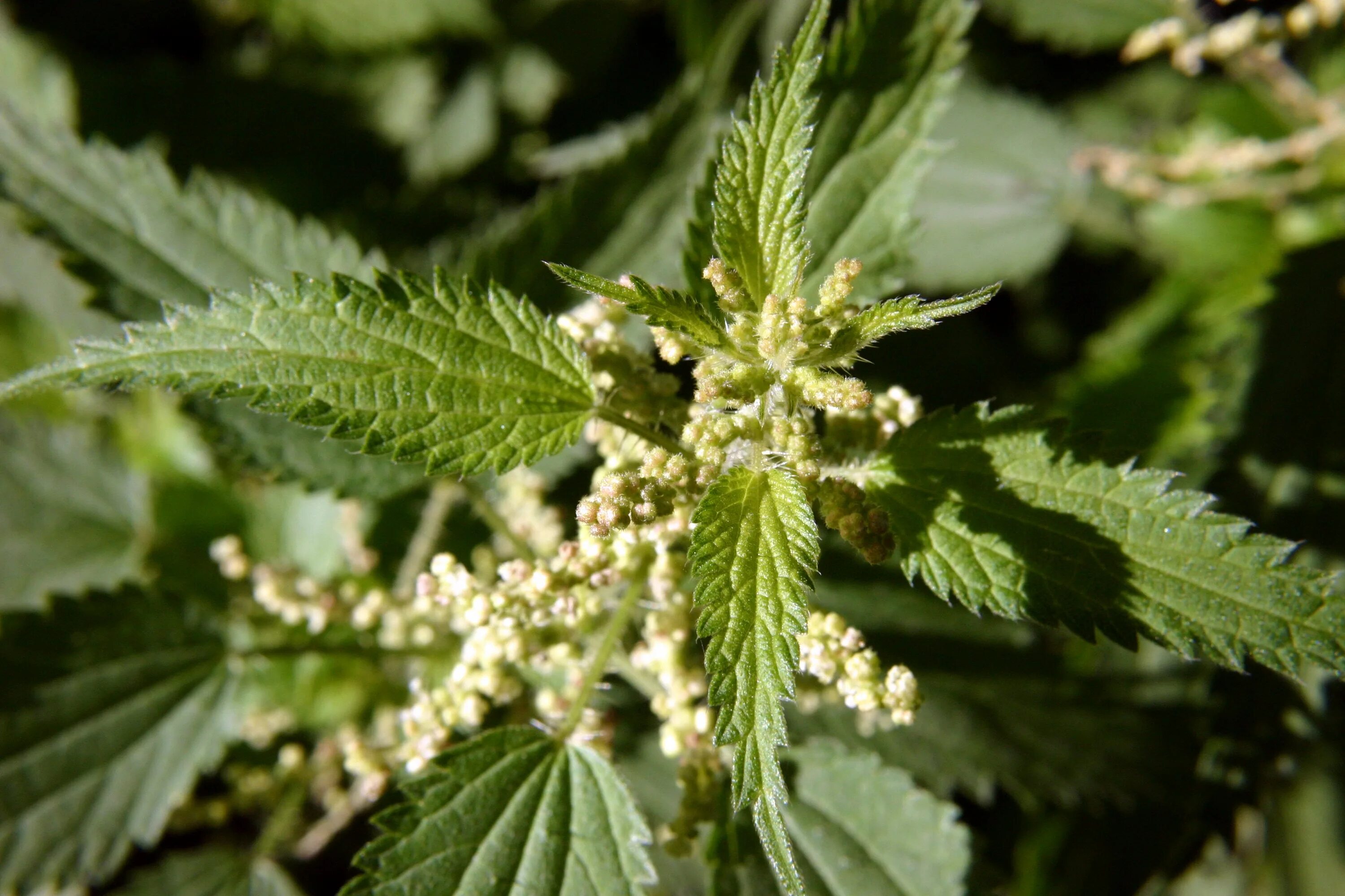 Крапива в природе. Крапива двудомная (URTICADIOICAL.). Крапива двудомная (Urtica dioica). Крапива двудомная (Urtíca dióica). Крапива двудомная (Urtica dioica l.).