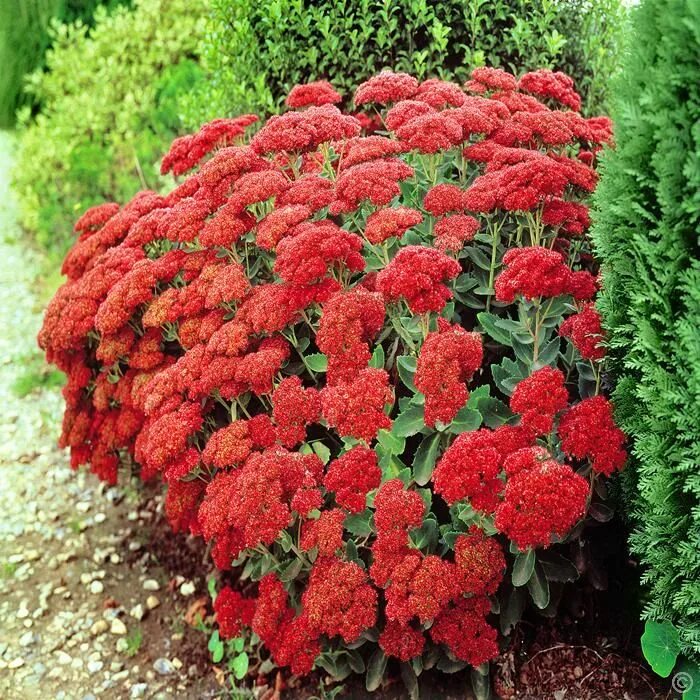 astilbe 'fanal' Shade perennials, Astilbe, Perennials