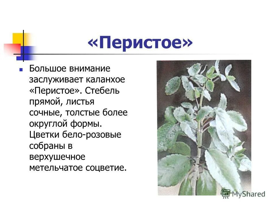 Почему каланхоэ сбрасывает листья. Почему каланхоэ сбрасывает листья. Водянка каланхоэ. Щитовка на каланхоэ. Каланхоэ дегремона настойка.