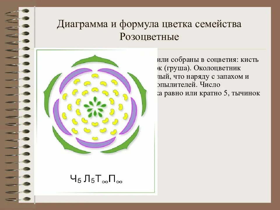 10 формула цветка. Семейство Астровые диаграмма цветка. Диаграммы цветков семейств двудольных. Диаграмма цветка двудольных. Диаграмма семейства сложноцветных.