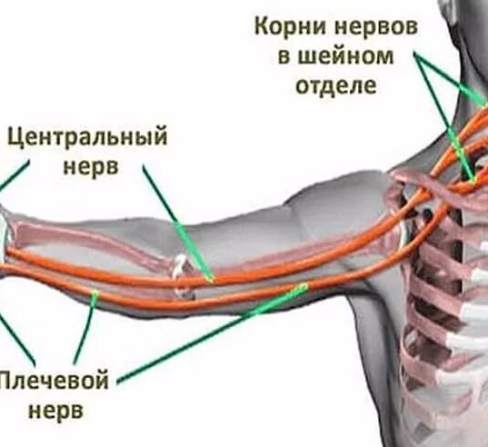 Почему немеет живот. Потеря чувствительности локтевого нерва. Немеет правое предплечье.