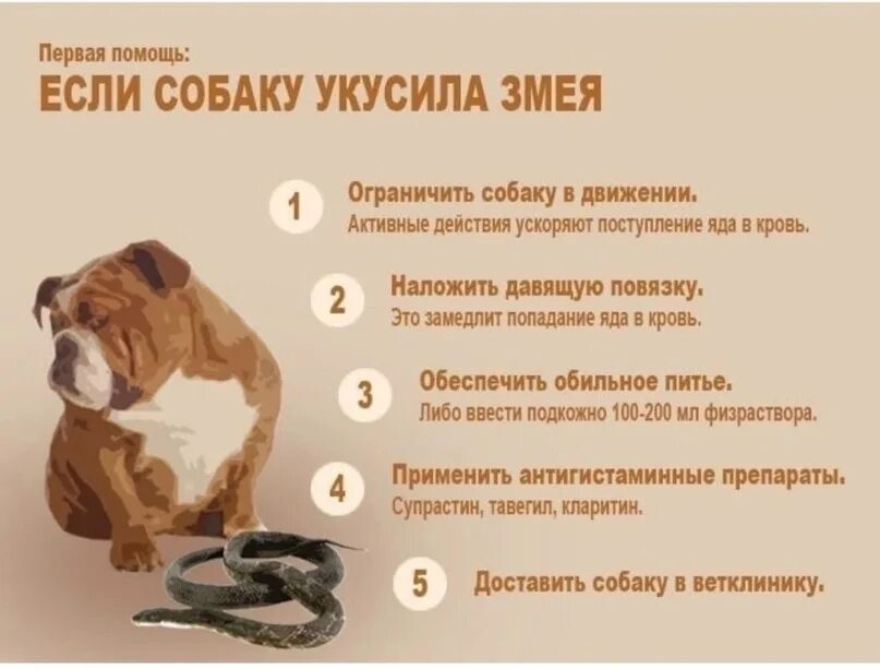 Покусала собака ответственность хозяина. Памятка что делать если укусила собака. Если укусила собака что грозит хозяину собаки. Что делать если укусила собака. Если укусила собака что грозит хозяину собаки.