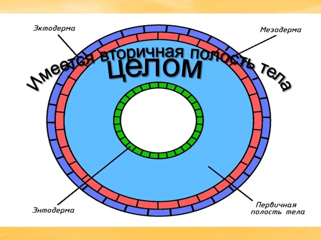 Животное имеющее вторичную полость тела. Фторичная поллость Тула. Вториснаяполость тела. Вторичная полость. Вторичная полость тела целом.