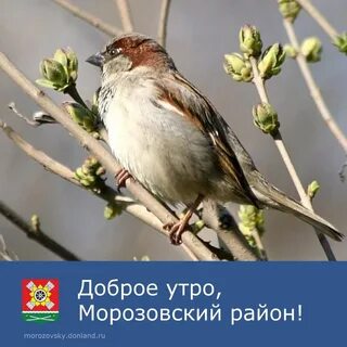 Листья воробьи