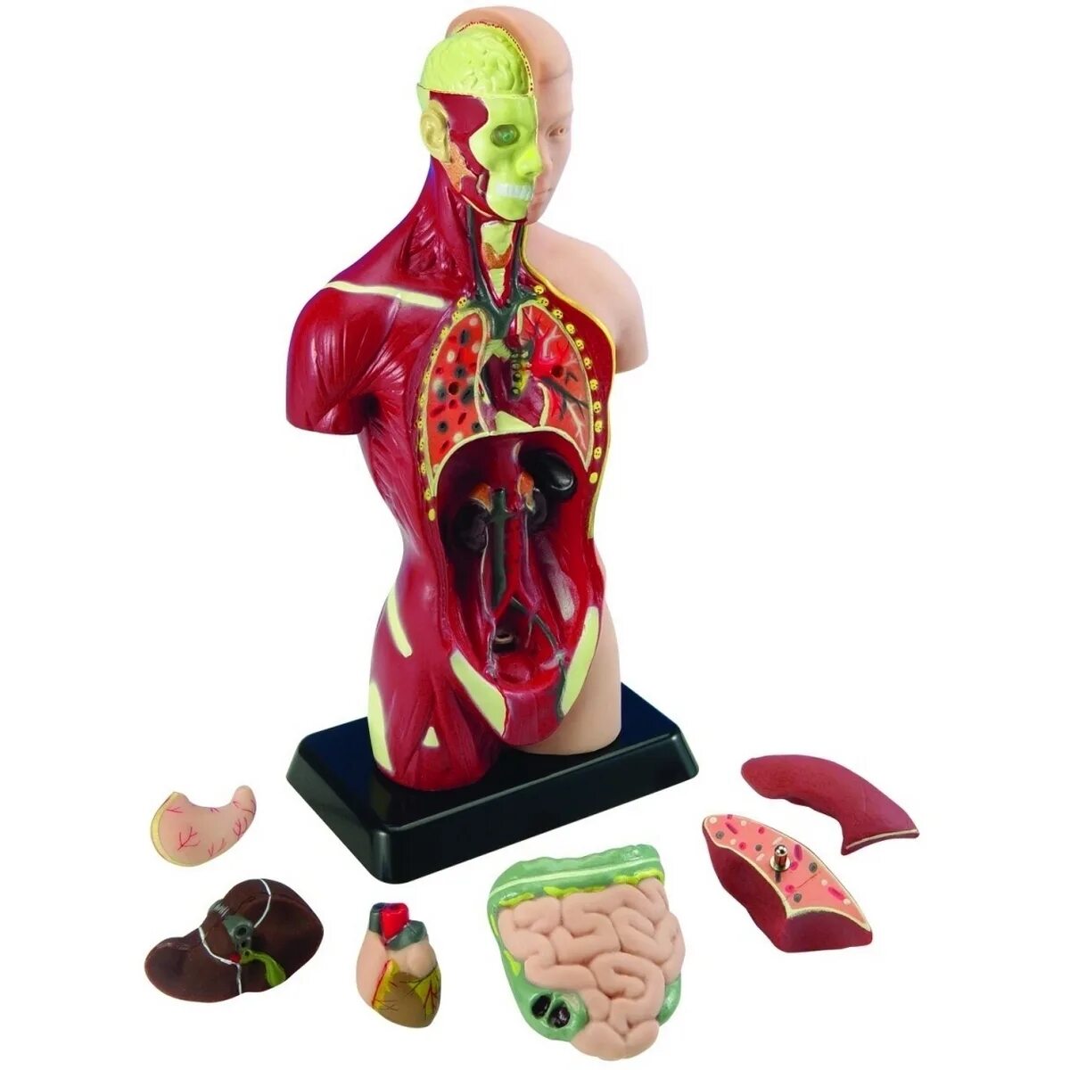 Organ купить. Анатомический набор edu-Toys торс органы 50см. Анатомический набор "торс человека" edu Toys Human Anatomy model 50 см. Анатомический набор тело Human Torso. Набор для исследований edu Toys.