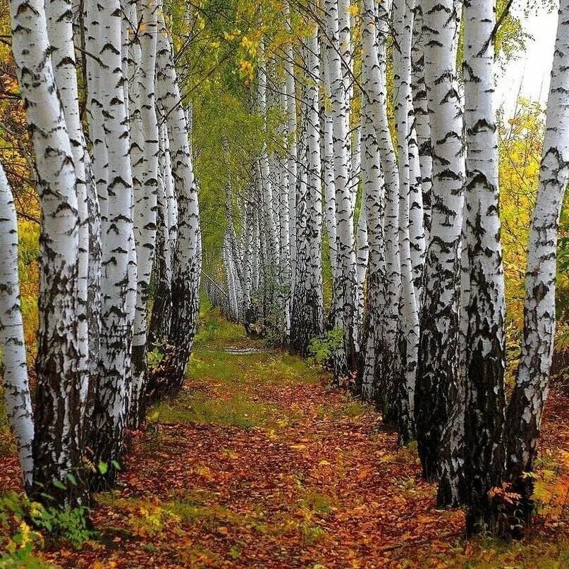 Береза живая природа. Берёзовая роща Курск. Берёзовая роща в Ростове на Дону. Березовая роща Ростов на Дону лес. Берёзовая роща Горроща.