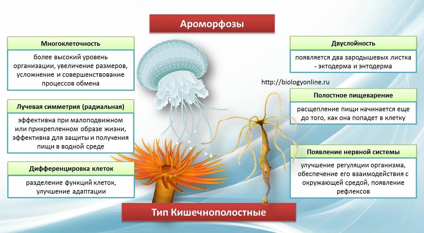 Усложнение уровня организации