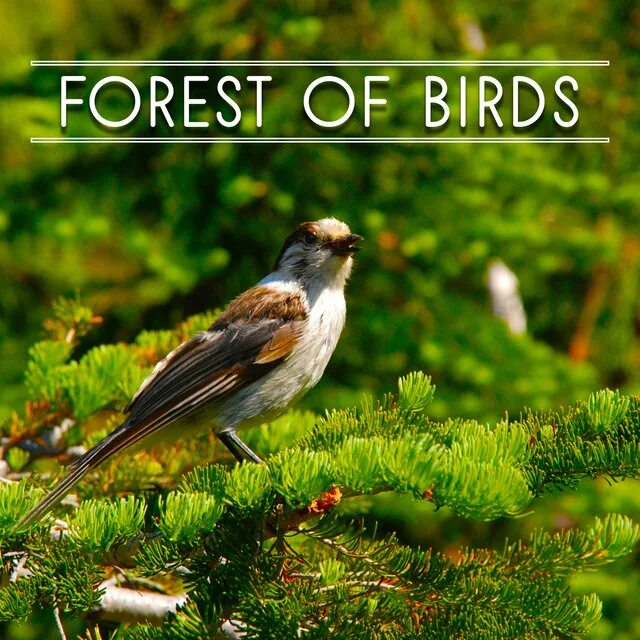 Слушать музыку птицы релакс. Музыка птицы в лесу. Forest Birds. Bird Sound. Sounds of the Forest.